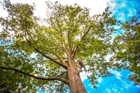 Best Stump Grinding and Removal  in Woodville, AL